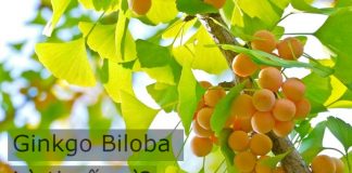 Ginkgo Biloba là thuốc gì?