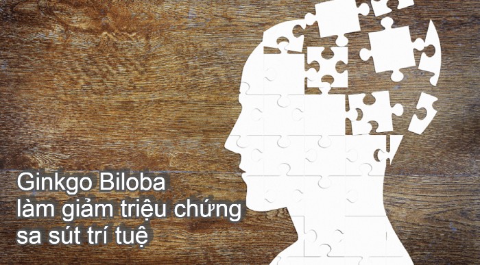 Ginkgo Biloba làm giảm triệu chứng sa sút trí tuệ