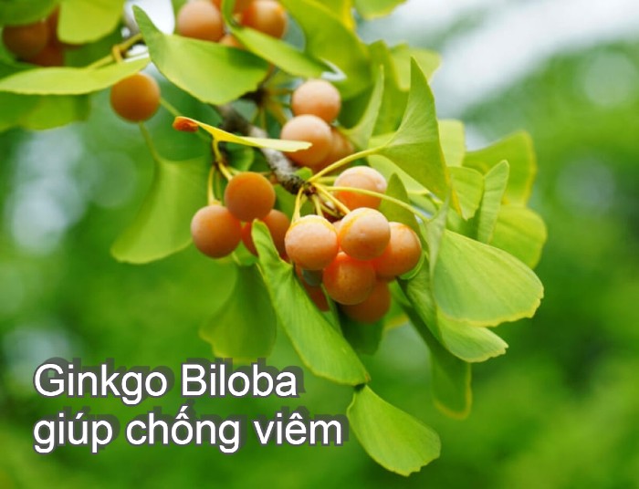 Ginkgo Biloba giúp chống viêm